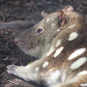 Spotted-tailed Quoll