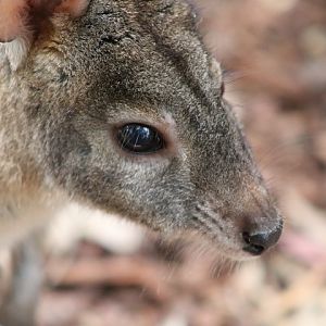 Red-necked Pademelon