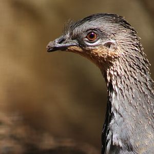 Malleefowl