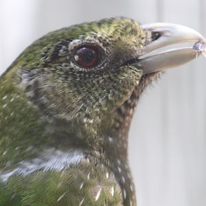 Green Catbird
