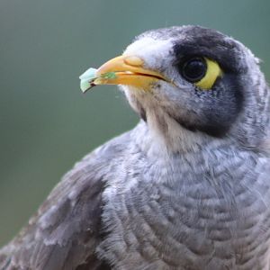 Noisy Miner