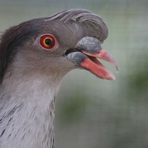 Topknot Pigeon