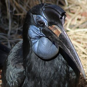 Northern Ground-hornbill