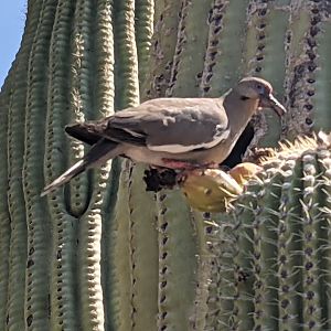 White-winged dove (Zenaida asiatica) feeding on a Saguaro cactus (Carnegiea gigantea)