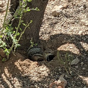 Harris antelope squirrel (Ammospermophilus harrisii)
