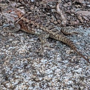 Desert fence lizard (Sceloporus magister)