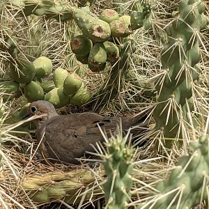 Mourning dove (Zenaida macroura) nesting in Chain fruit cholla (Cylindropuntia fulgida)