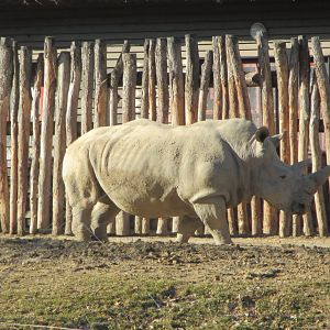 Southern white rhino