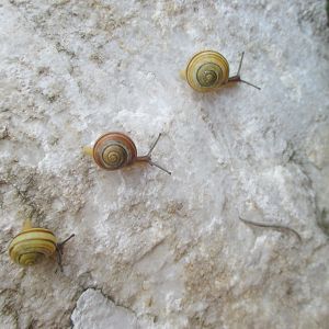 Cepaea hortensis