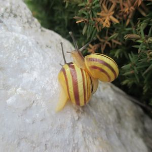 Cepaea hortensis