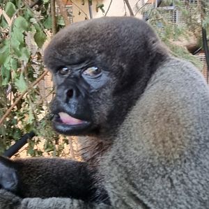 Woolly monkey