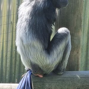 One armed chimpanzee Lulu