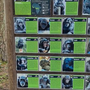 Chimpanzee information