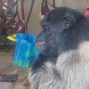 Chimpanzee enrichment