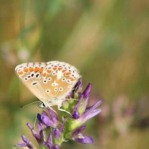 Brown argus - with closed wings