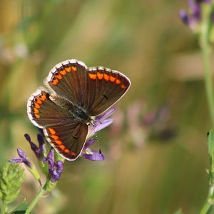 Brown argus - with open wings