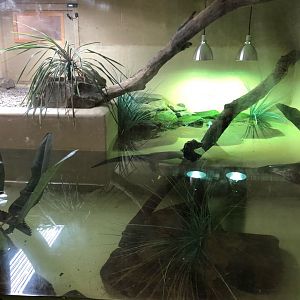 Cuvier's Dwarf Caiman / Arrau River Turtle Enclosure at Ponderosa Zoo (July 2021)