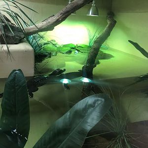 Cuvier's Dwarf Caiman / Arrau River Turtle Enclosure at Ponderosa Zoo (July 2021)