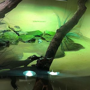 Cuvier's Dwarf Caiman / Arrau River Turtle Enclosure at Ponderosa Zoo (July 2021)