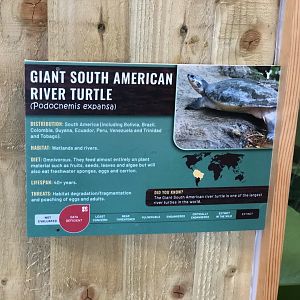 Giant South American River Turtle / Arrau River Turtle Signage at Ponderosa Zoo (July 2021)
