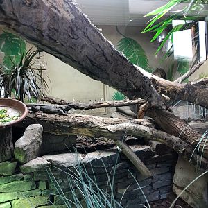 Black Spiny-Tailed Iguana Enclosure at Ponderosa Zoo (July 2021)