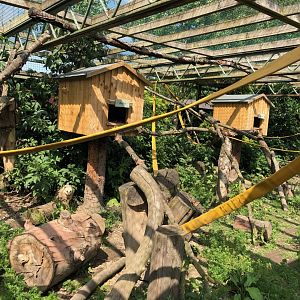 Coati Enclosure at Ponderosa Zoo (July 2021)