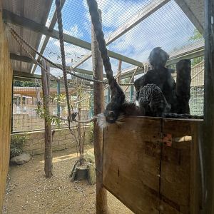Common Marmoset Enclosure at Ponderosa Zoo (July 2021)