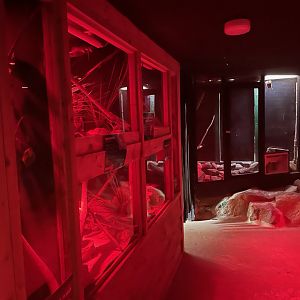Nocturnal Room at Ponderosa Zoo (July 2021)
