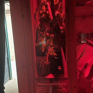 Macleay's Spectre Enclosure at Ponderosa Zoo (July 2021)