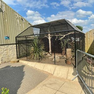 African Grey Parrot at Ponderosa Zoo (July 2021)