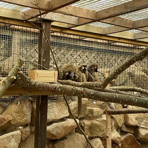 Red-Fronted Brown Lemurs at Ponderosa Zoo (July 2021)