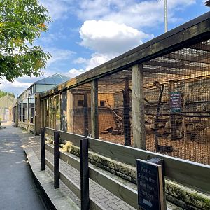 Red-Fronted Brown Lemur Enclosure at Ponderosa Zoo (July 2021)