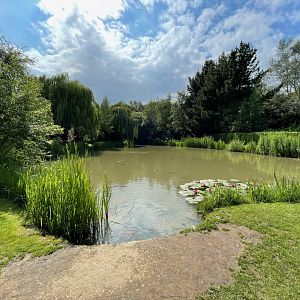 Fish Pond at Ponderosa Zoo (July 2021)