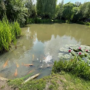 Fish Pond at Ponderosa Zoo (July 2021)
