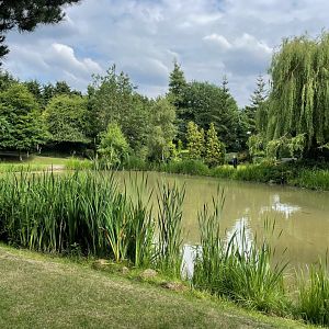 Fish Pond at Ponderosa Zoo (July 2021)