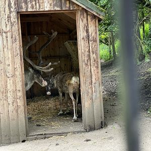 Reindeer at Ponderosa Zoo (July 2021)