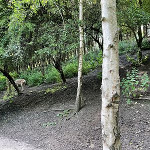 Reindeer Enclosure at Ponderosa Zoo (July 2021)