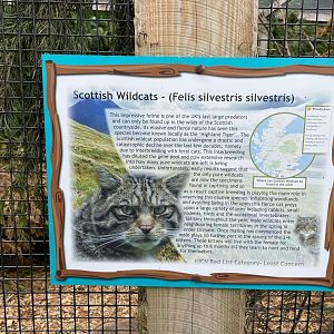 Scottish Wildcat Signage at Ponderosa Zoo (July 2021)