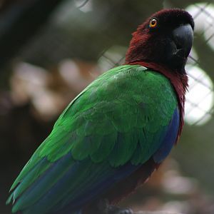 Gau Island Shining Parrot (Prosopeia tabuensis tabuensis)