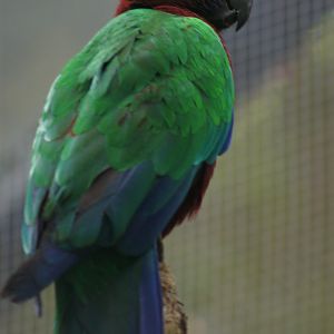 Gau Island Shining Parrot (Prosopeia tabuensis tabuensis)
