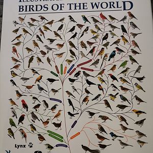 HBW and BirdLife International Illustrated Checklist of the Birds of the World Volume 2: Passerines