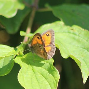 Gatekeeper - Pyronia tithonus