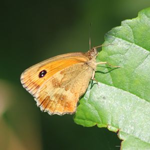 Gatekeeper - Pyronia tithonus