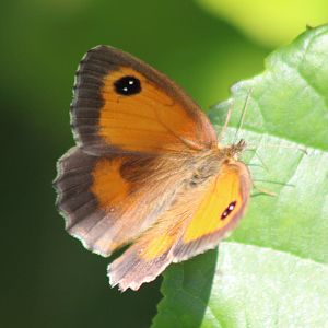 Gatekeeper - Pyronia tithonus