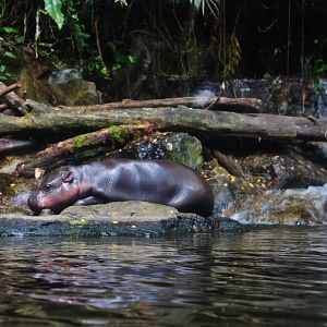 Pygmy Hippo calf