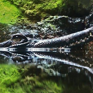 Juvenile False Gharial