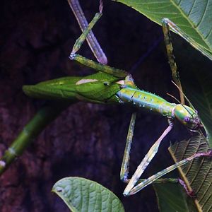 Australasia - Red-winged Giant Stick Insect