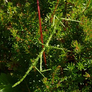 Prickly Stick Insect, Paignton, July 2021