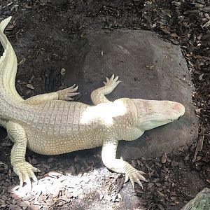 Albino alligator