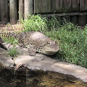 Cuban crocodile